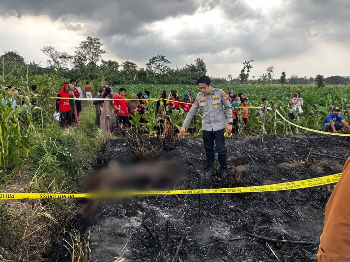 Penemuan Jenazah Lansia di Ladang Tebu Liprak Wetan, Banyuanyar Probolinggo