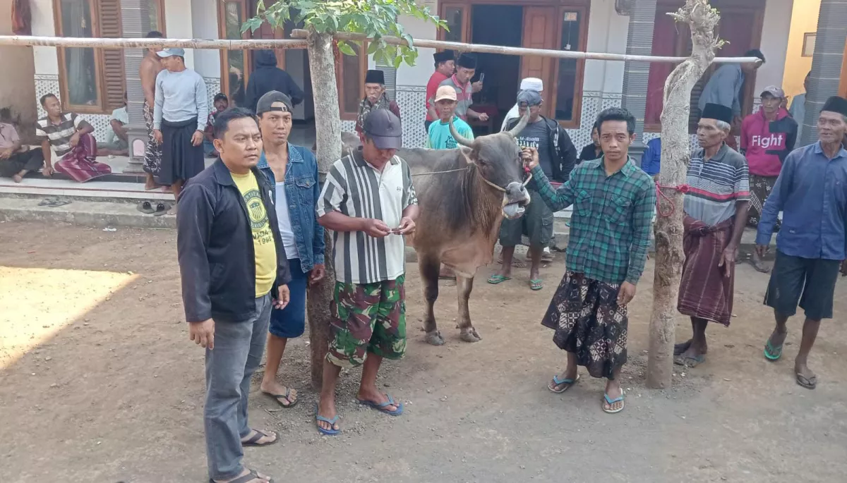 Sapi Diduga Hasil Curian  Ditemukan Terikat di Stasiun Leces Probolinggo